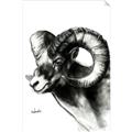 Picture of Sketched Ram _GroupedProduct_Rectangle_Portrait_Unframed_Print_Only_