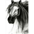 Picture of Sketched Horse _GroupedProduct_Rectangle_Portrait_Unframed_Print_Only_