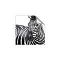 Picture of Zebra Watching _GroupedProduct_Square_Unframed_Print_Only_