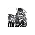 Picture of Zebra Watching _GroupedProduct_Square_Unframed_Print_Only_