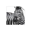 Picture of Zebra Watching _GroupedProduct_Square_Unframed_Print_Only_