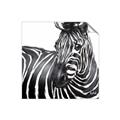 Picture of Zebra Watching _GroupedProduct_Square_Unframed_Print_Only_
