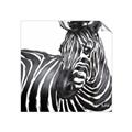 Picture of Zebra Watching _GroupedProduct_Square_Unframed_Print_Only_