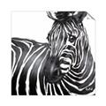 Picture of Zebra Watching _GroupedProduct_Square_Unframed_Print_Only_