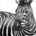 Picture of Zebra Watching _GroupedProduct_Square_Unframed_Print_Only_