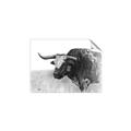 Picture of Big Cattle  _GroupedProduct_Rectangle_Landscape_Unframed_Print_Only_