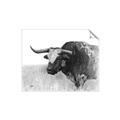 Picture of Big Cattle  _GroupedProduct_Rectangle_Landscape_Unframed_Print_Only_