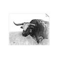 Picture of Big Cattle  _GroupedProduct_Rectangle_Landscape_Unframed_Print_Only_