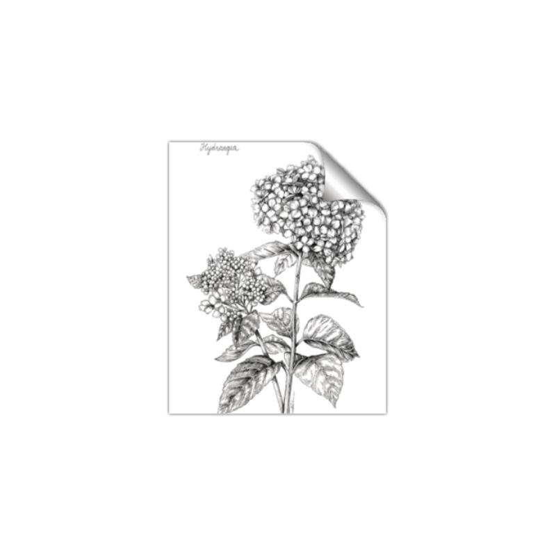 Picture of Hydrangea Sketch  _GroupedProduct_Rectangle_Portrait_Unframed_Print_Only_