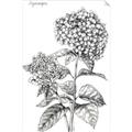 Picture of Hydrangea Sketch  _GroupedProduct_Rectangle_Portrait_Unframed_Print_Only_