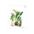 Picture of House Plants I  _GroupedProduct_Rectangle_Portrait_Unframed_Print_Only_