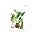 Picture of House Plants I  _GroupedProduct_Rectangle_Portrait_Unframed_Print_Only_