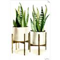 Picture of House Plants II  _GroupedProduct_Rectangle_Portrait_Unframed_Print_Only_