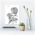 Picture of Hydrangea Sketch  _GroupedProduct_Rectangle_Portrait_Canvas_