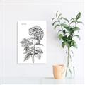 Picture of Hydrangea Sketch  _GroupedProduct_Rectangle_Portrait_Canvas_