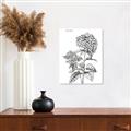 Picture of Hydrangea Sketch  _GroupedProduct_Rectangle_Portrait_Canvas_