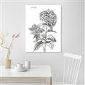 Picture of Hydrangea Sketch  _GroupedProduct_Rectangle_Portrait_Canvas_
