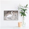 Picture of Wading Egret _GroupedProduct_Rectangle_Landscape_Canvas_Framed_