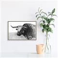 Picture of Big Cattle  _GroupedProduct_Rectangle_Landscape_Canvas_Framed_