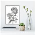 Picture of Hydrangea Sketch  _GroupedProduct_Rectangle_Portrait_Canvas_Framed_