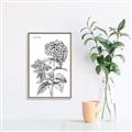 Picture of Hydrangea Sketch  _GroupedProduct_Rectangle_Portrait_Canvas_Framed_
