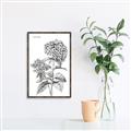 Picture of Hydrangea Sketch  _GroupedProduct_Rectangle_Portrait_Canvas_Framed_
