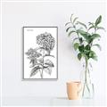 Picture of Hydrangea Sketch  _GroupedProduct_Rectangle_Portrait_Canvas_Framed_