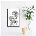 Picture of Hydrangea Sketch  _GroupedProduct_Rectangle_Portrait_Canvas_Framed_