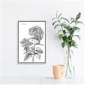 Picture of Hydrangea Sketch  _GroupedProduct_Rectangle_Portrait_Canvas_Framed_