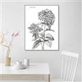 Picture of Hydrangea Sketch  _GroupedProduct_Rectangle_Portrait_Canvas_Framed_