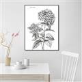 Picture of Hydrangea Sketch  _GroupedProduct_Rectangle_Portrait_Canvas_Framed_