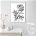 Picture of Hydrangea Sketch  _GroupedProduct_Rectangle_Portrait_Canvas_Framed_