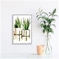 Picture of House Plants II  _GroupedProduct_Rectangle_Portrait_Canvas_Framed_