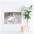 Picture of Wading Egret _GroupedProduct_Rectangle_Landscape_Unframed_Print_Only_