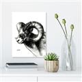 Picture of Sketched Ram _GroupedProduct_Rectangle_Portrait_Unframed_Print_Only_