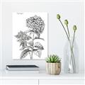 Picture of Hydrangea Sketch  _GroupedProduct_Rectangle_Portrait_Unframed_Print_Only_