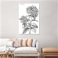 Picture of Hydrangea Sketch  _GroupedProduct_Rectangle_Portrait_Unframed_Print_Only_