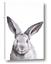 Picture of Big Bunny