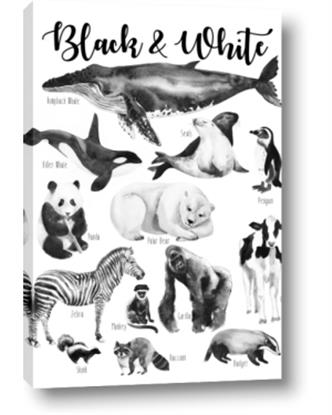 Picture of Black and white Animals