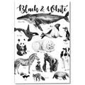 Picture of Black and white Animals _GroupedProduct_Rectangle_Portrait_Canvas_