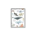 Picture of Sea Life _GroupedProduct_Rectangle_Portrait_Canvas_Framed_