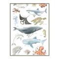 Picture of Sea Life _GroupedProduct_Rectangle_Portrait_Canvas_Framed_