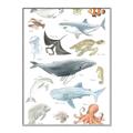 Picture of Sea Life _GroupedProduct_Rectangle_Portrait_Canvas_Framed_