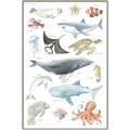 Picture of Sea Life _GroupedProduct_Rectangle_Portrait_Canvas_Framed_