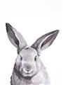 Picture of Big Bunny _GroupedProduct_Rectangle_Portrait_Unframed_Print_Only_