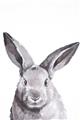 Picture of Big Bunny _GroupedProduct_Rectangle_Portrait_Unframed_Print_Only_