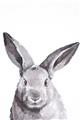 Picture of Big Bunny _GroupedProduct_Rectangle_Portrait_Unframed_Print_Only_