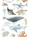 Picture of Sea Life _GroupedProduct_Rectangle_Portrait_Unframed_Print_Only_