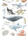 Picture of Sea Life _GroupedProduct_Rectangle_Portrait_Unframed_Print_Only_
