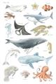 Picture of Sea Life _GroupedProduct_Rectangle_Portrait_Unframed_Print_Only_